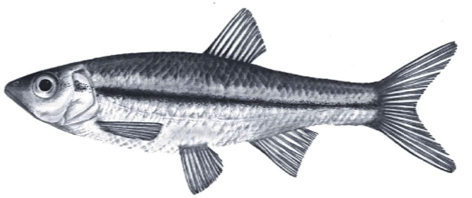 Squalius alburnoides_01.jpg